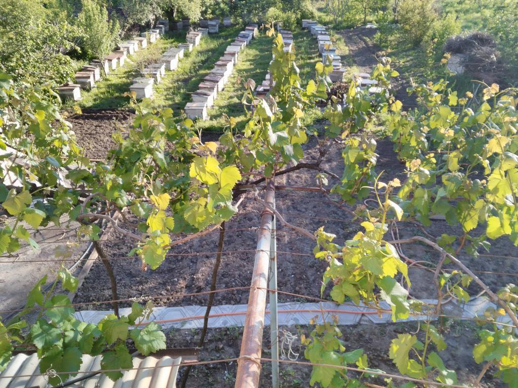 Gogi Dvalishvili Wine Cellar Gori Exterior foto